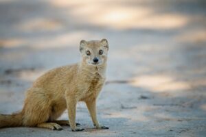 A small brown animal sitting on top of a cement road