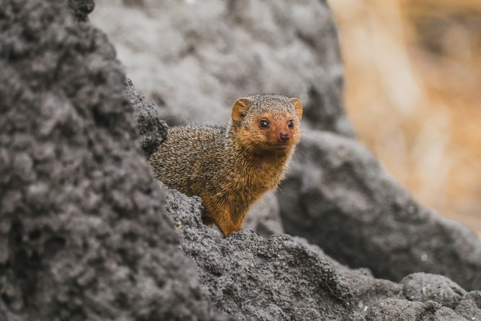 a small animal standing on top of a rock